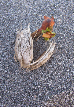almond Seedling by Catherine Bastedo