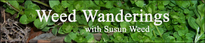 Weed Wanderings Herbal Ezine with Susun Weed: Weed Wise Recipes
