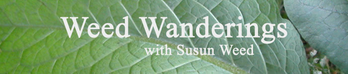 Weed Wanderings Herbal Ezine with Susun Weed : Herbal Medicine Chest