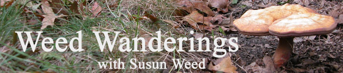 Weed Wanderings Herbal Ezine with Susun Weed: Weed Wise Recipes
