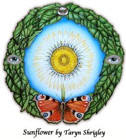Sunflower by Taryn Shrigley