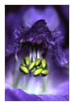 Floral Exposure - This website is designed to encourage spiritual evolution by surprising the unsuspecting visitor.