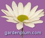 Garden Plum logo