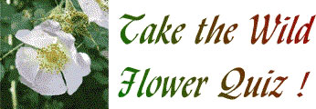 Take the Wildflower Quiz banner