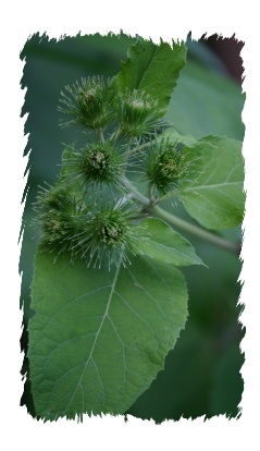 burdock leaf and burr