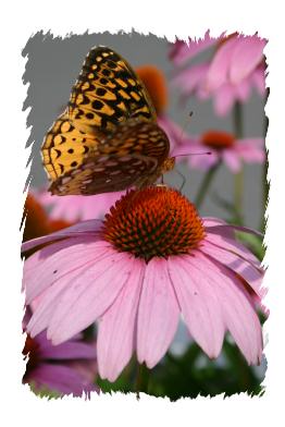 echinacea flower and butterfly