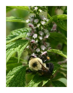 Motherwort and Bee @ Barclay Heights Bed & Breakfast Saugerties NY