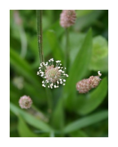 Plaintain flower @ Barclay Heights Bed & Breakfast Saugerties NY