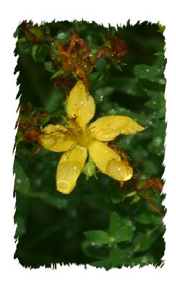 St. Joan's Wort - flower magnified