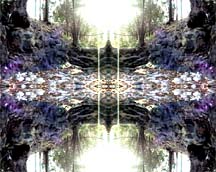 Plant Spirit Photography by Judith Garrison