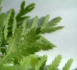 photo: tansy leaf