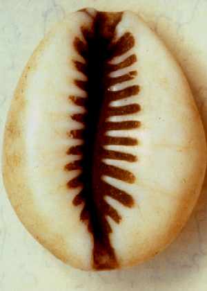 Cowry shell Copyright © Remus Dame 